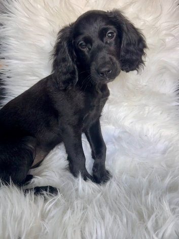 FULLY VACCINATED READY NOW! 1 REMAINING STUNNING COCKAPOO PUPPY