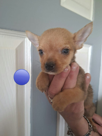 Yorkshire terrier/mix