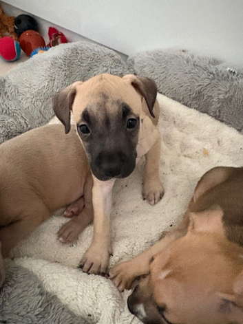 Puppies for sale &pound;300 2 girls and 1 boy left