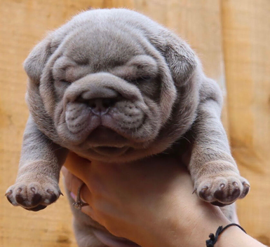 English bulldog puppies