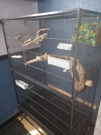 Large birdcage for sale