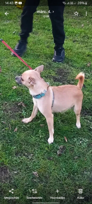 2year-Old Dog Looking for a Loving Home.