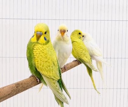 Baby Budgies