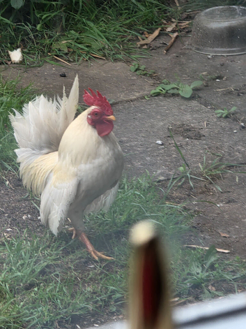 Free Chickens