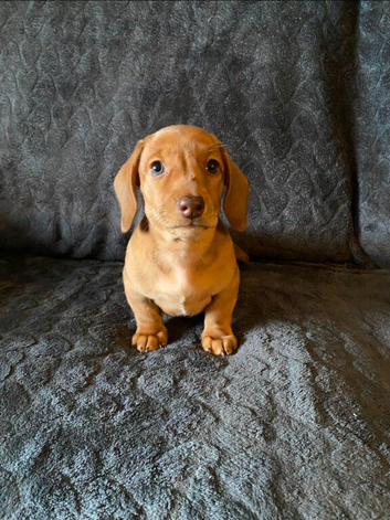 Dachounds