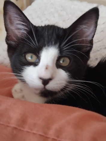 Lovely bengal x kitten for sale.
