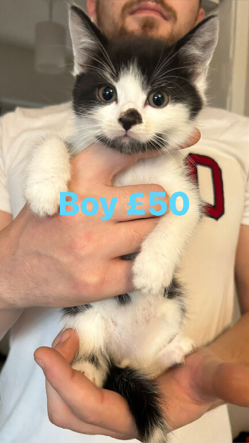 Kittens