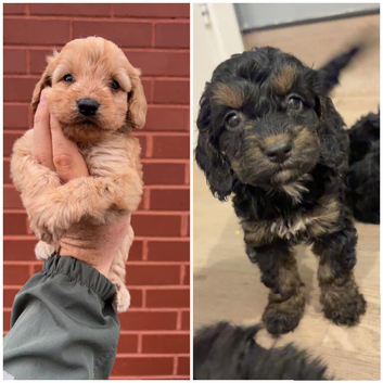 REDUCED Last 2 F1 cockapoo puppies