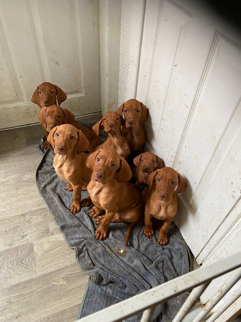 Hungarian vizsla