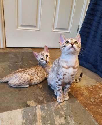 Beautiful TICA Registered Bengal Kittens.