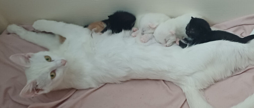 Beautiful kittens