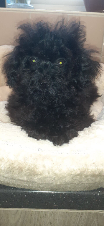 yorkiepoo puppy 1 boy left