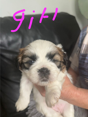 3 shih tzu puppies for sale
