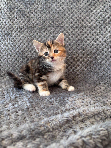 Kittens looking for new homes