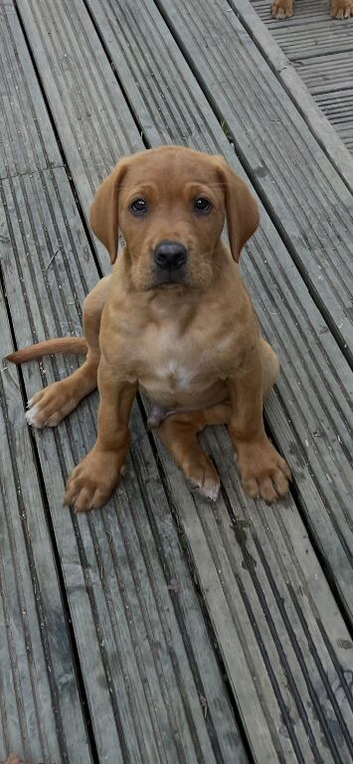 Beautiful fox red labradors
