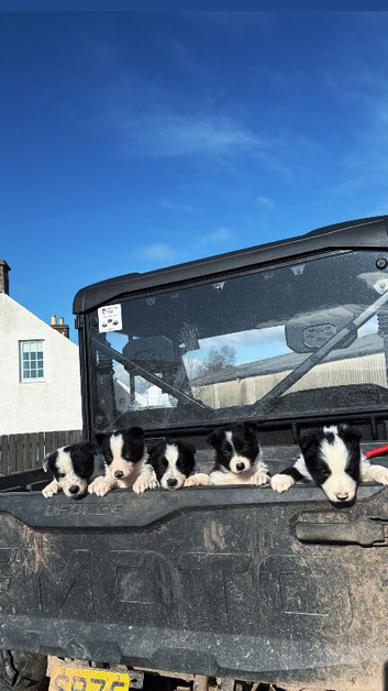Collie pups