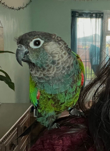 Green-cheek turquoise + Pineapple