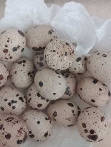 Quail eggs fresh