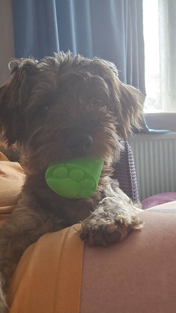 Older Puppy - Yorkipoo