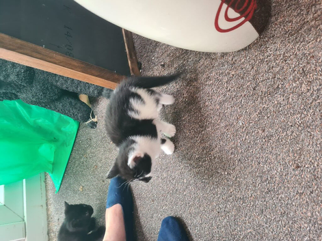 Beautiful shorthair kittens for sale