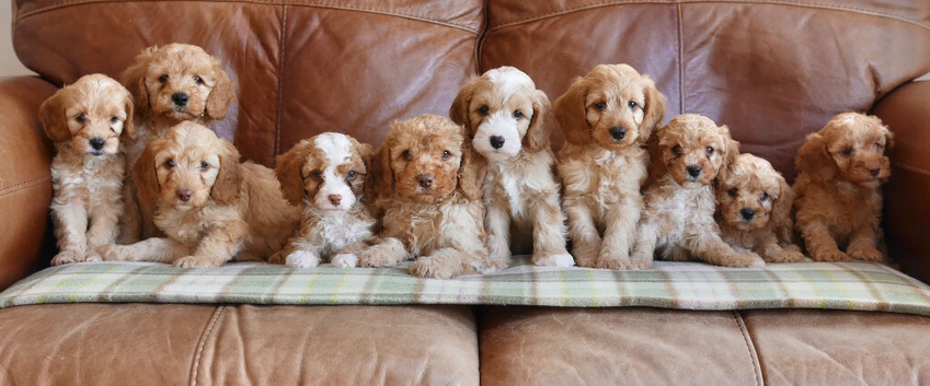 Quality Health Tested F1b Miniature Cavapoo Puppies