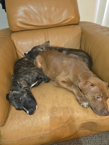 Beautiful Mixed Breed Puppies - only 2 girls left