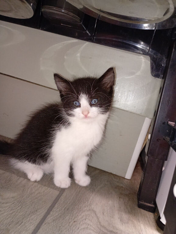 Ojos Azules Beautiful kittens