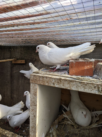 Straight tale doves