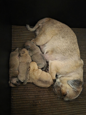 Beautiful shih tzu x pomeranian puppies