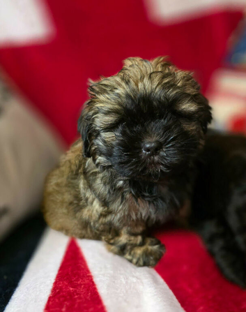 Lhasa apso/shih tzu