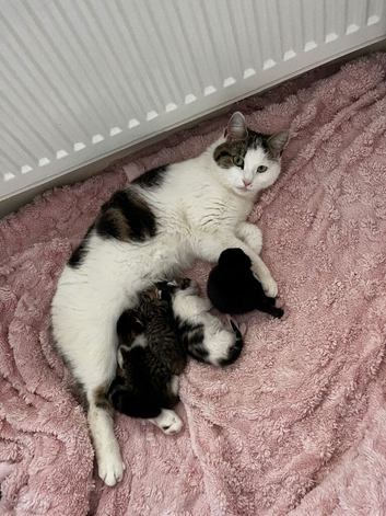 4 beautiful fluffy kittens