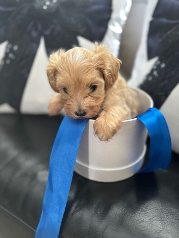 F1 maltipoo boy now reduced again 8 weeks old