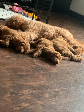 2male 2girls cockapoo puppies