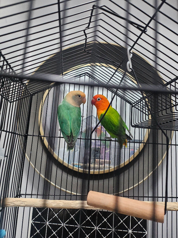 2 love birdss