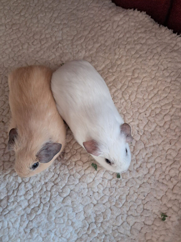 BEAUTIFUL PURE BABY CALIFORNIANS