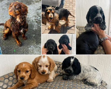 Adorable show cross cocker spaniel puppies