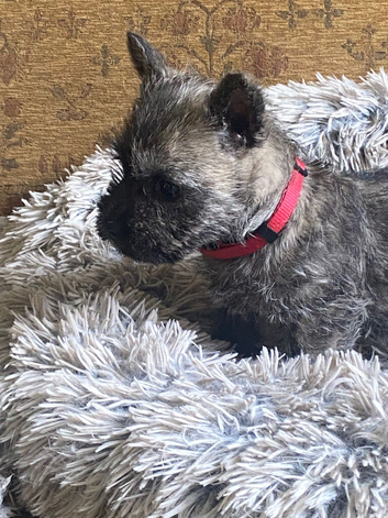Cairn terrier puppies