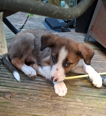 Puppies