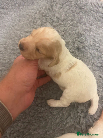 Beautiful Cocker Spaniel Puppies Orange & White and Lemon & White 1 Boy, 3 Girls