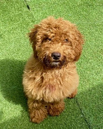 BEAUTIFUL COCKAPOO TEDDY BEAR GIRL