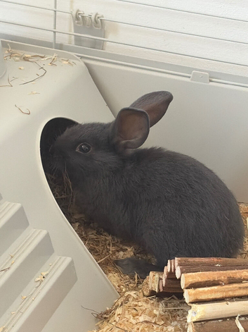 2 baby rabbits 1 boy 1 girl 6 weeks old