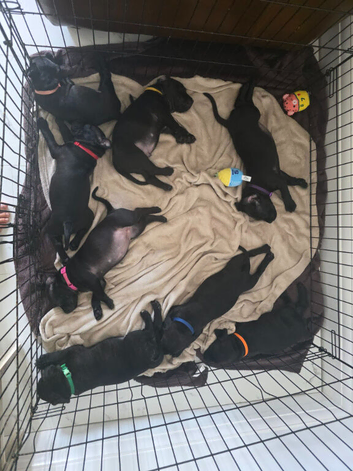 Staffordshire Bull Terrier puppies