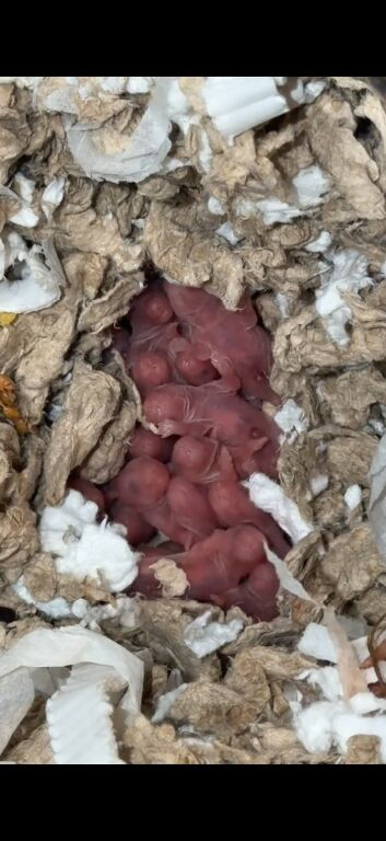 Syrian baby hamsters