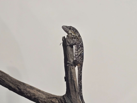 Eurydactylodes chameleon gecko