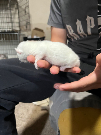 Munchkin