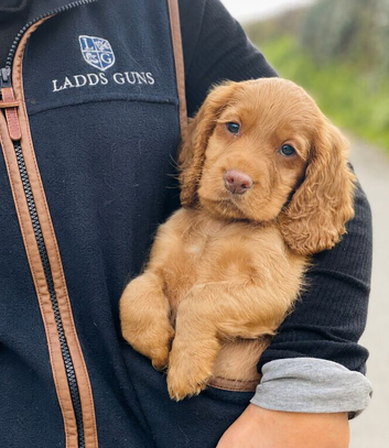 Golden Cocker Spaniel Boy