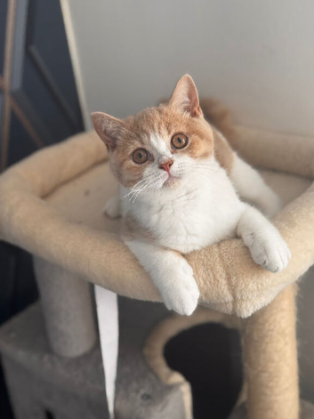 Gorgeous British shorthair,LAST KITTEN AVAILABLE