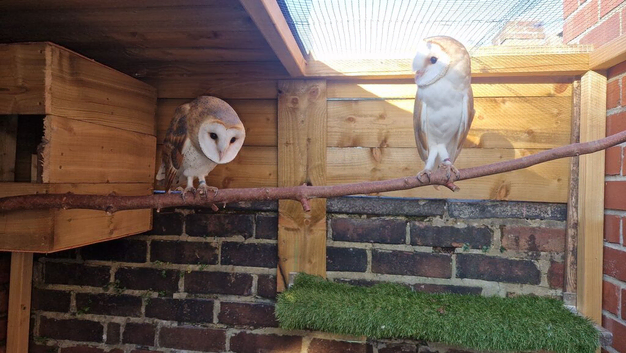 Owllets call for deatails