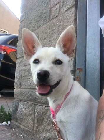 Female chihuahua cross