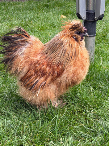 Silkie Cockrel free for rehome